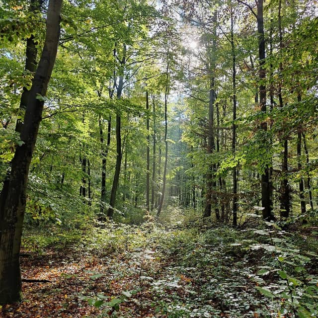 Rastplatz Schmetterlingssteig Assler Wald - Image 1