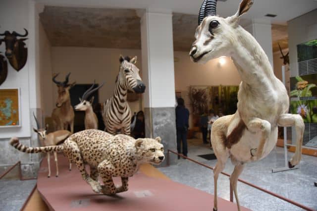 Museo di Storia Naturale "Faraggiana Ferrandi" - Image 2