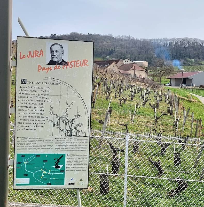 vigne du savant Louis Pasteur dite de Rosières - Image 1