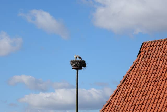 Storchennest - Image 1