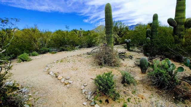 Tohono Chul-Desert Discovery Education Center - Image 1