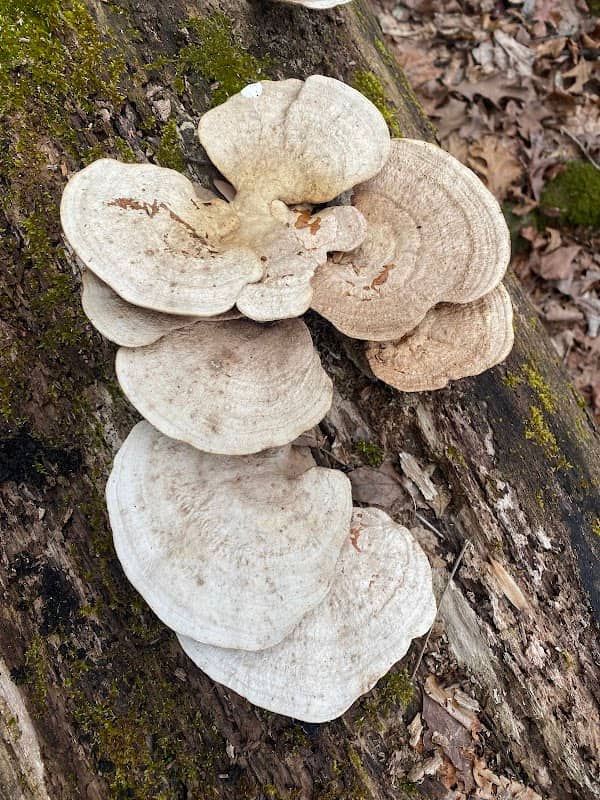 Fern Rocks Nature Preserve - Image 1