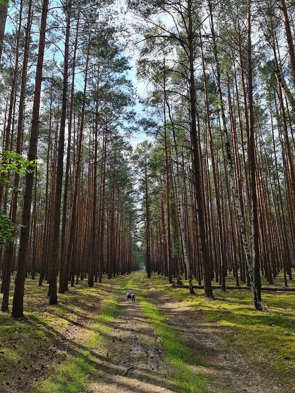 Piaskowa górka - Image 1