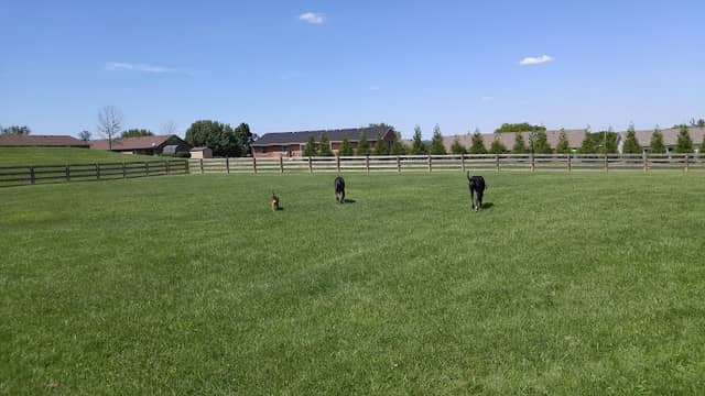 Ida Juris Bennett Dog Park - Image 1