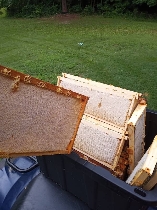 Log Cabin Honey - Image 2