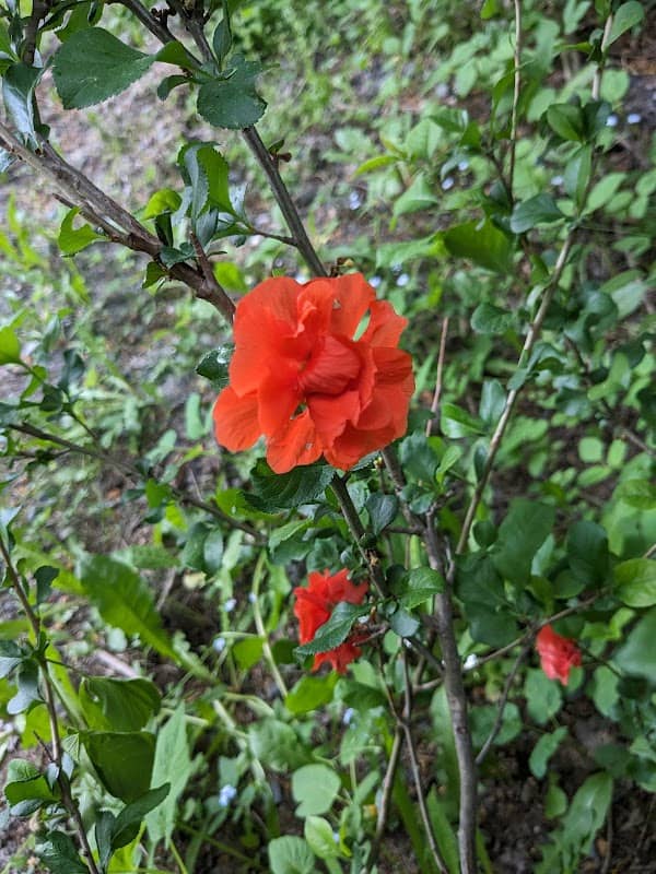 Michiko's trail - Image 1