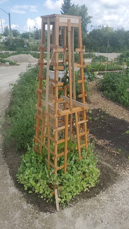 Mount Forest Community Garden - Image 2