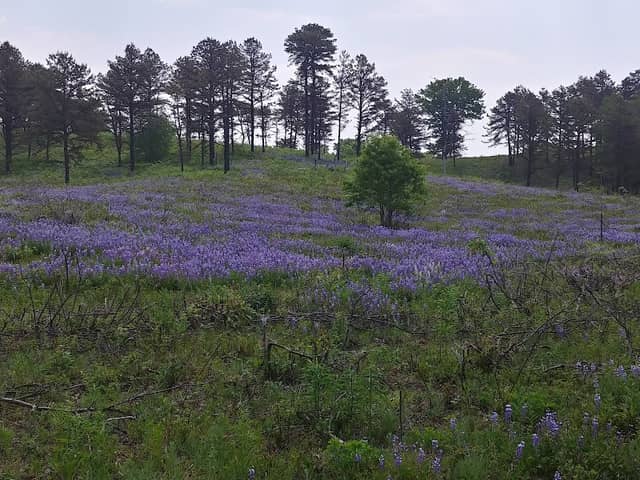 Albany Pine Bush Preserve - Image 2