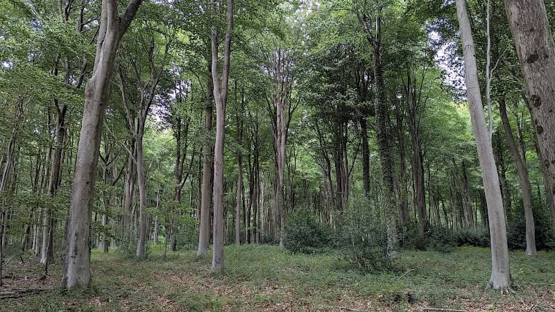 Doles Wood - Image 1