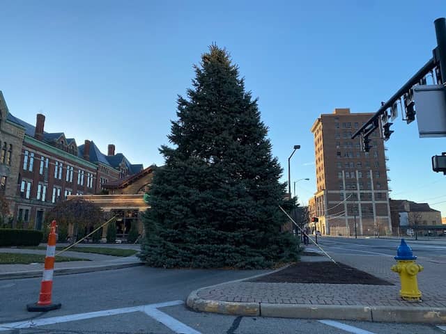 Springfield City Christmas Tree - Image 3
