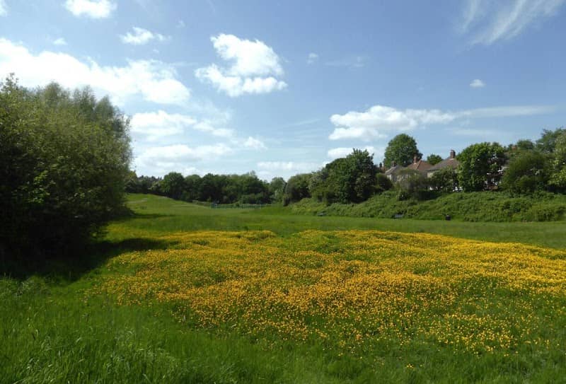 Daisy Dip - Image 1
