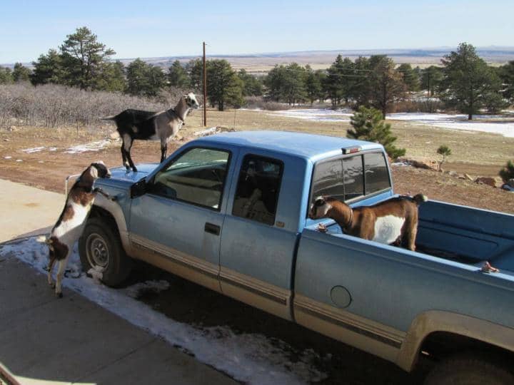 Goat on Truck - Image 1