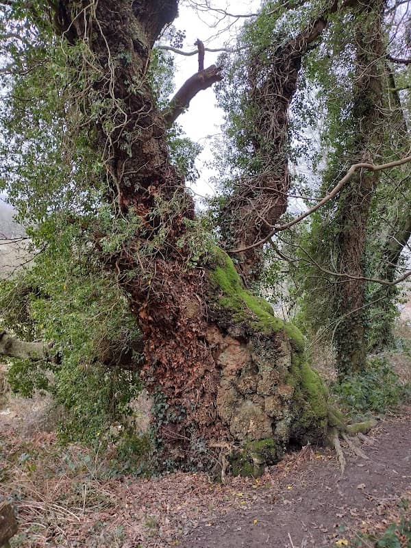 The Oak at the Gate of the Dead - Image 1