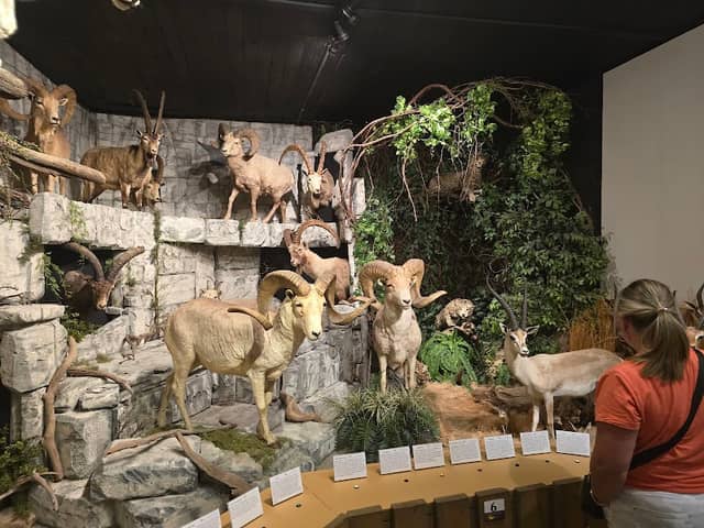 Lewis County Museum - Image 2