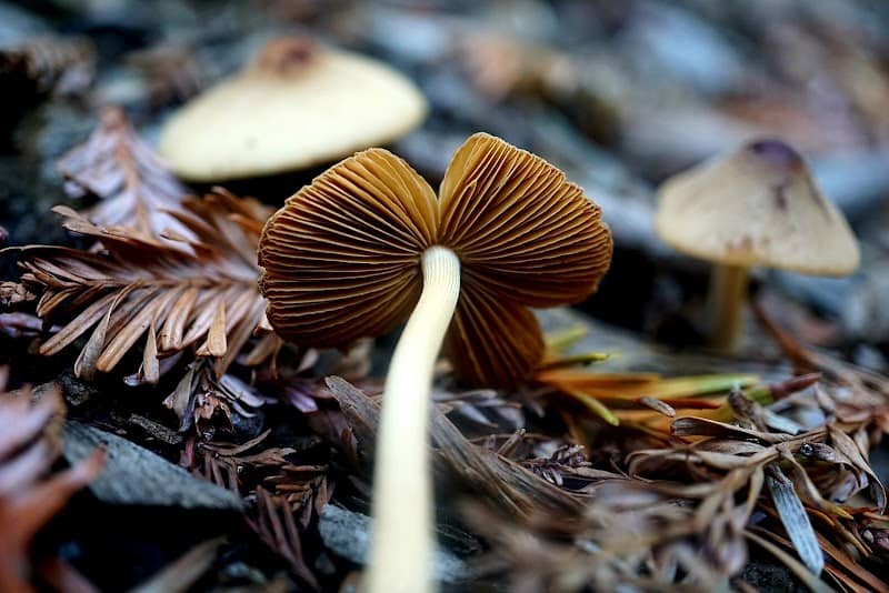 The Magic Forest - Image 2