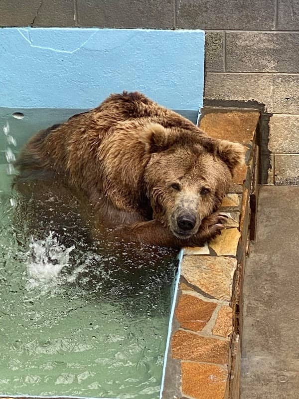 Cherokee Bear Zoo - Image 1