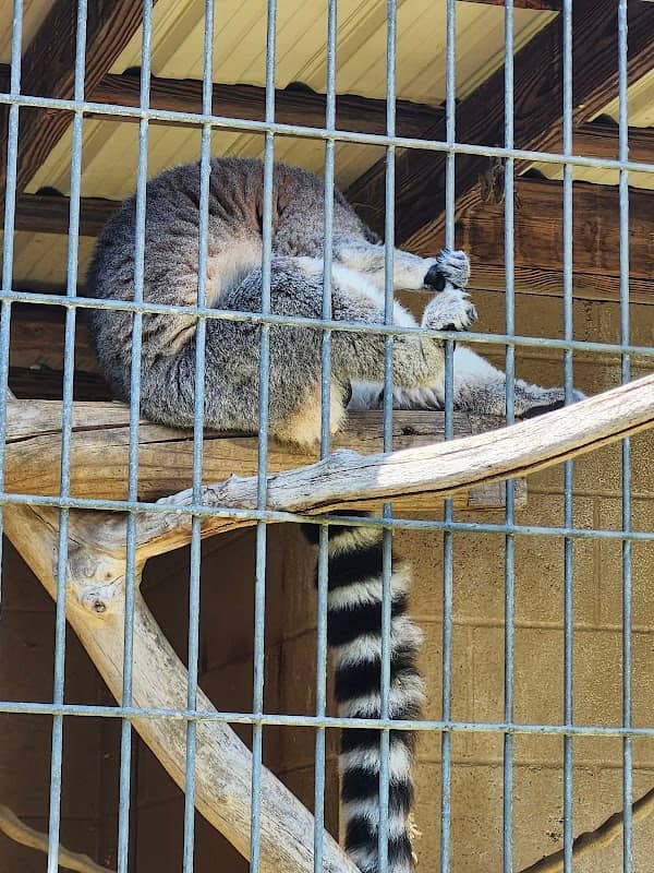 Cherokee Bear Zoo - Image 2