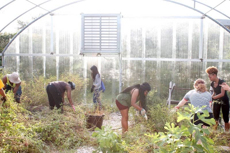 Community Garden Southeastern - Image 1