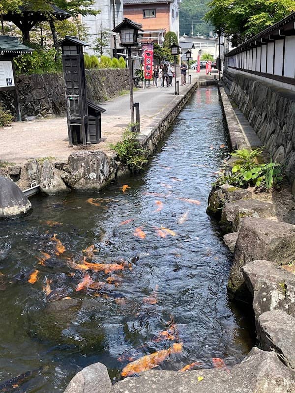 飛騨コイのエサやり - Image 1