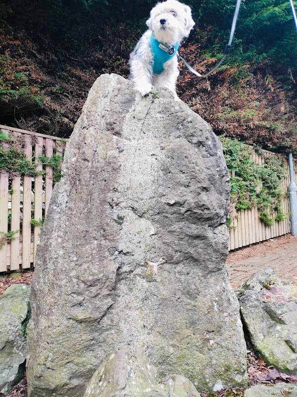 The Standing Toby's Rock - Image 2