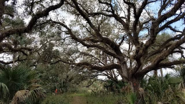 Florida Trail Micco Landing Trailhead - Image 1