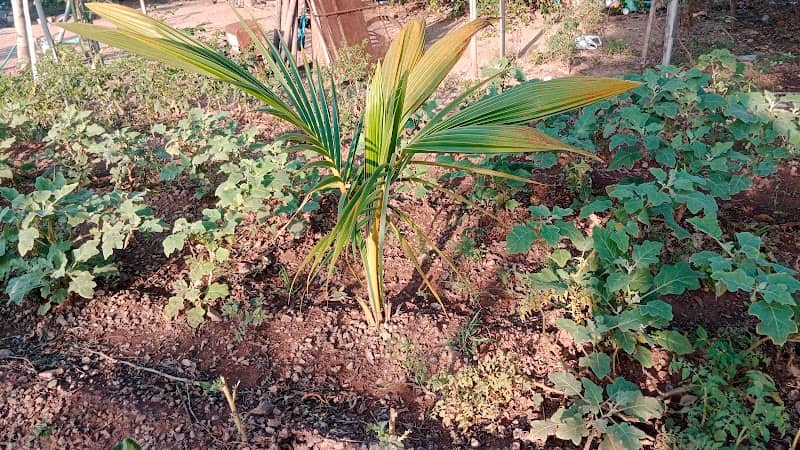 Ma krupa farm - Image 1