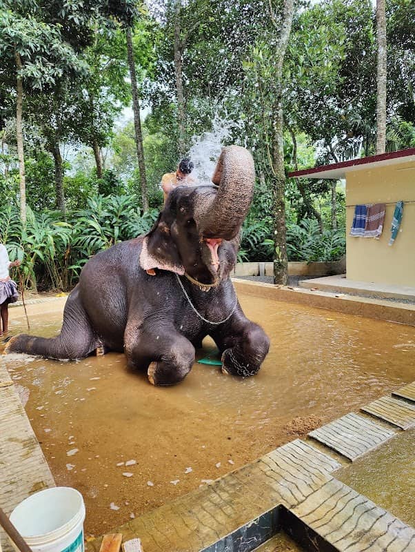 Kalpavanam Elephant Park, Thekkady - Elephant Safari and Bath - Image 1