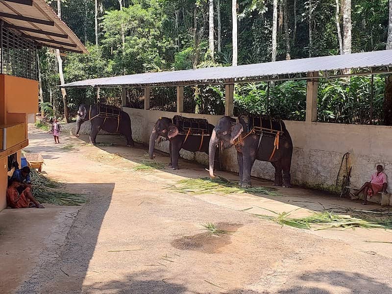 Kalpavanam Elephant Park, Thekkady - Elephant Safari and Bath - Image 3