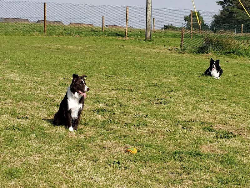 Run Free Dog Fields - Inverkip - Image 1