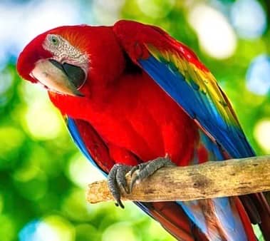 Tropical Rain Forest at Butterfly World - Image 1
