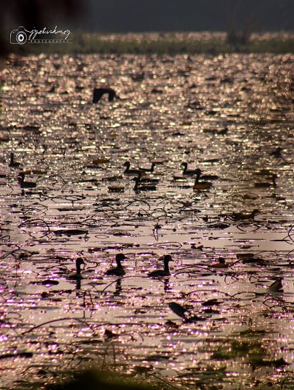 Birds Views - Image 1