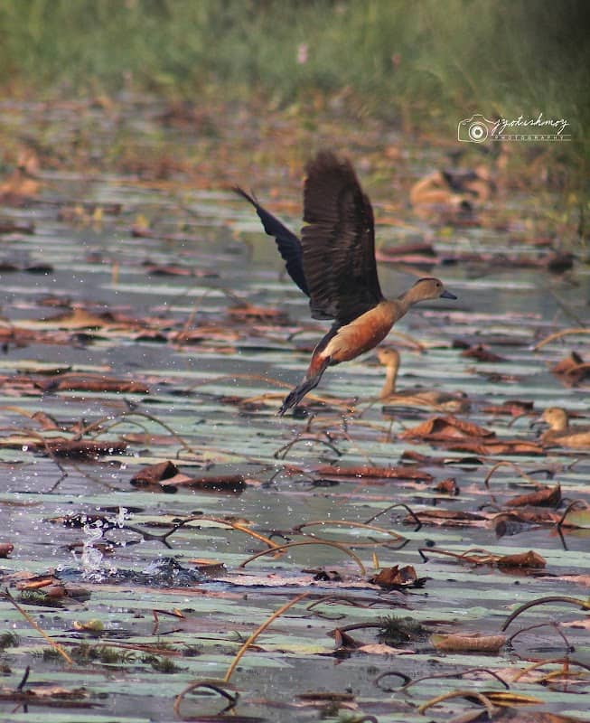 Birds Views - Image 2