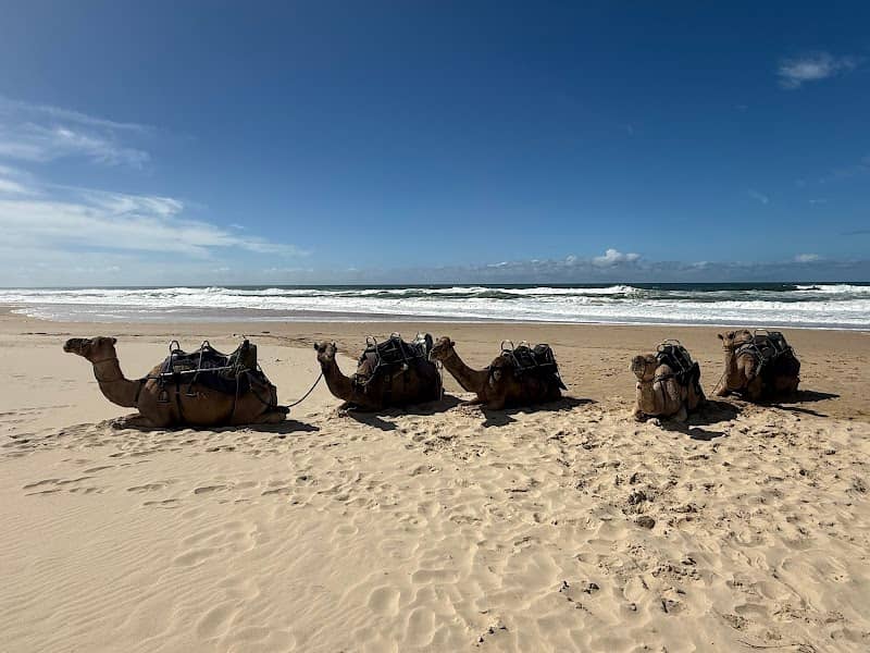 Camel Ride - Image 2