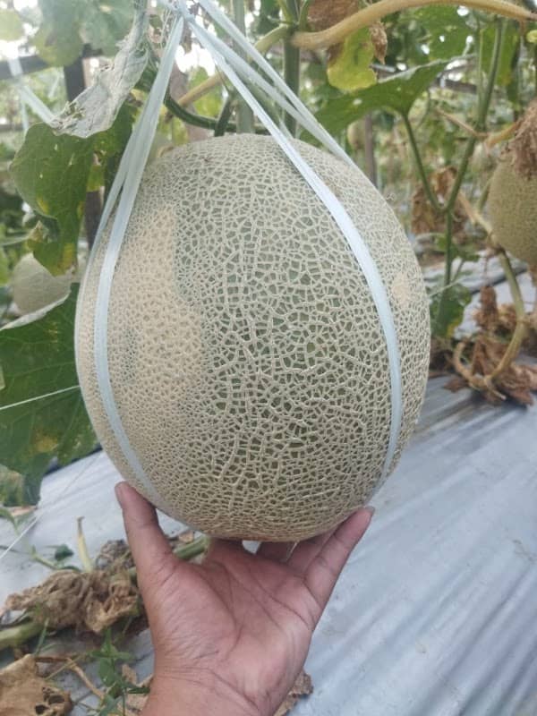 Wisata Melon - Image 1