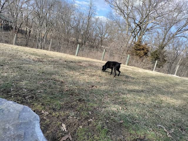 Rothwell Park Dog Park - Image 2