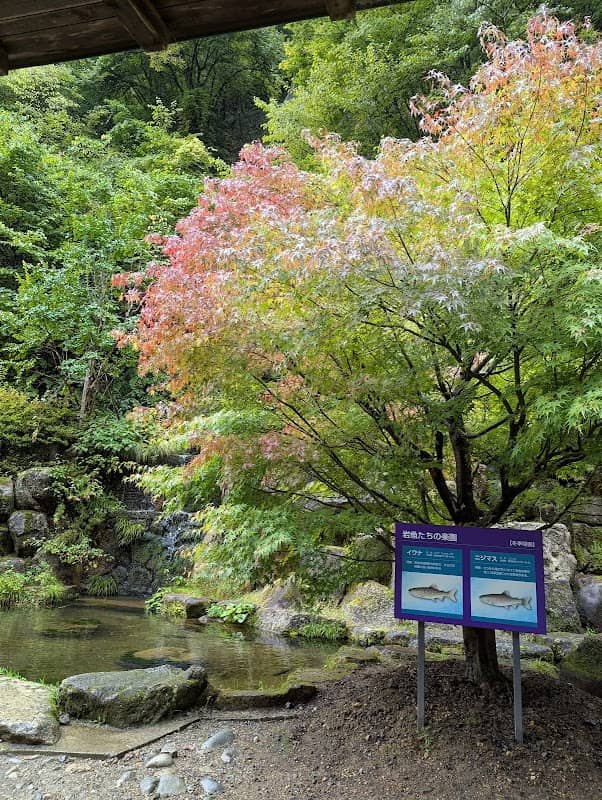 イワナとニジマスの池 - Image 1