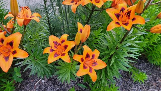 Parsons Arboretum - Image 2