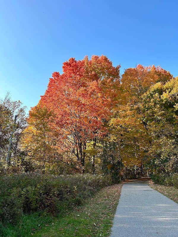 Heber Down/Cullen park trail - Image 2