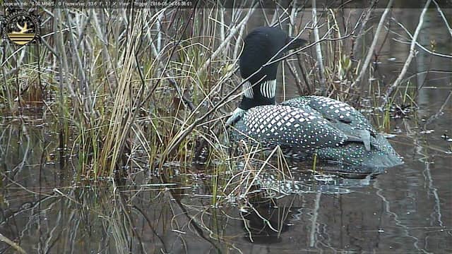 Loon Preservation Committee - Image 1