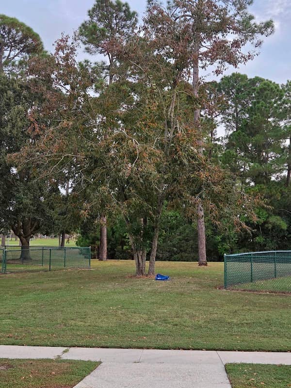 Persimmon Tree - Image 1