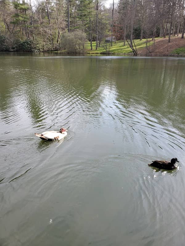 Brooklawn Park - Image 2