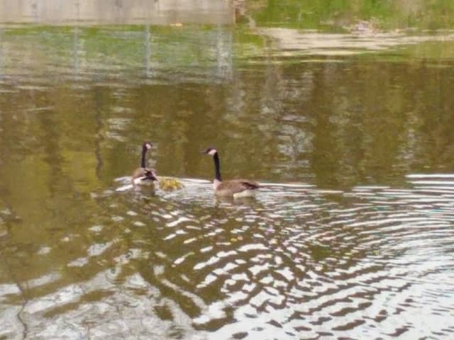 Riverside Park - Image 2