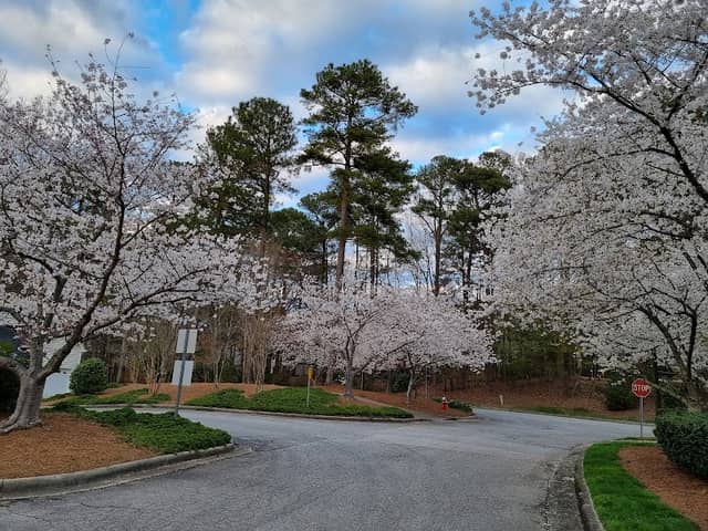 White Oak Creek Greenway - Image 1