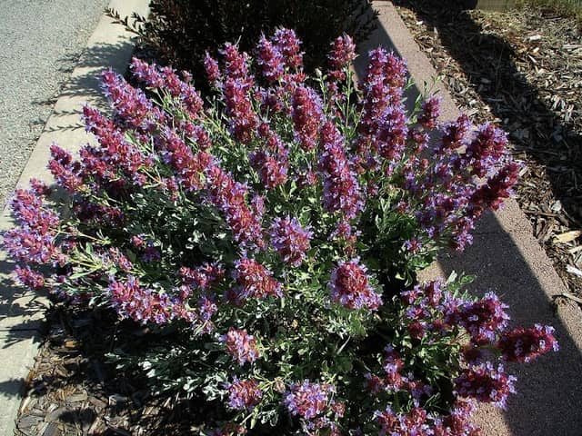 Northern Water Demonstration Garden - Image 2