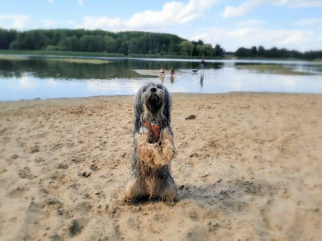 Hundestrand - Image 2