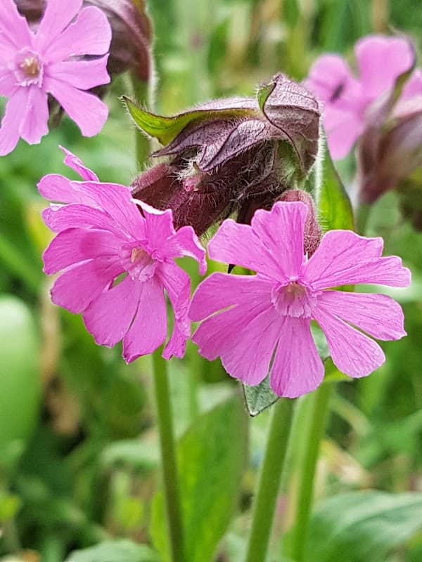 Kathy Brown's Garden - Image 1