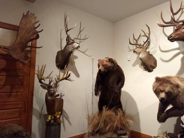 Bear-ology - Image 2