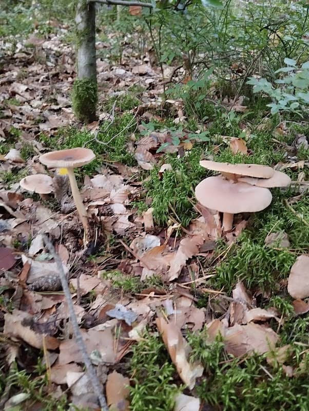 Waldlabyrinth - Image 2