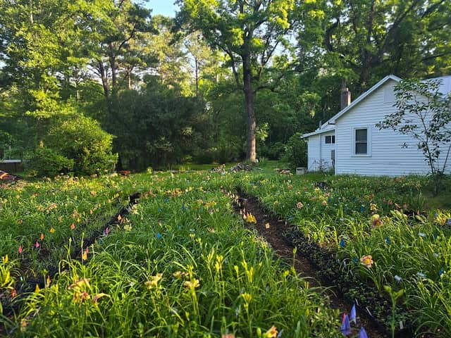 Flowertown Daylily Garden - Image 2
