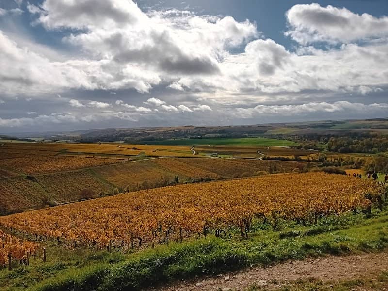 Chablis - Image 2